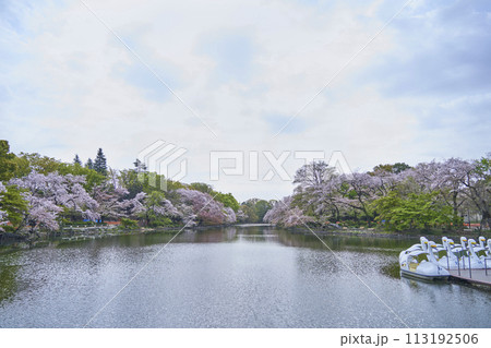 春の桜満開の井の頭公園の池とボート 春の桜満開の井の頭公園の池とボート 113192506