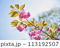青空に映える八重桜 113192507