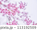 春の訪れを告げる桜の花 113192509