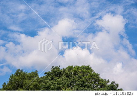 《初夏イメージ》青い空と新緑の木々 113192828