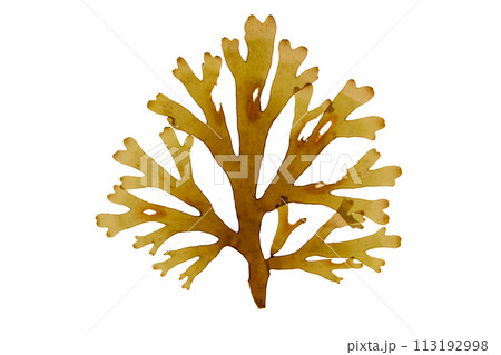 Forkweed or dictyota dichotoma brown algae isolated on white. 113192998