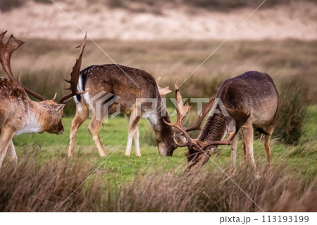 Beautiful deer with big horns walk in the forest, park. Deer eat grass. Beautiful foggy morning. Deer graze on the lawn. National Park with animals, deer. 113193199