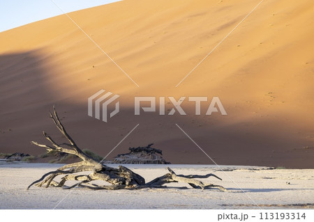 Picture of a dead tree in the Deadvlei salt pan in the Namib Desert in front of red sand dunes in the morning light 113193314