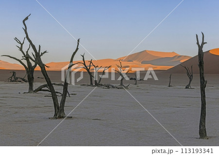 Picture of a dead tree in the Deadvlei salt pan in the Namib Desert in front of red sand dunes in the morning light Picture of a dead tree in the Deadvlei salt pan in the Namib Desert in front of red sand dunes in the morning light 113193341