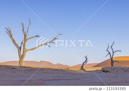 Picture of a dead tree in the Deadvlei salt pan in the Namib Desert in front of red sand dunes in the morning light 113193380