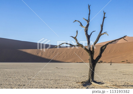 Picture of a dead tree in the Deadvlei salt pan in the Namib Desert in front of red sand dunes in the morning light 113193382