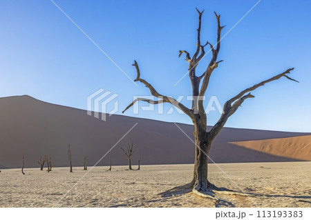 Picture of a dead tree in the Deadvlei salt pan in the Namib Desert in front of red sand dunes in the morning light 113193383