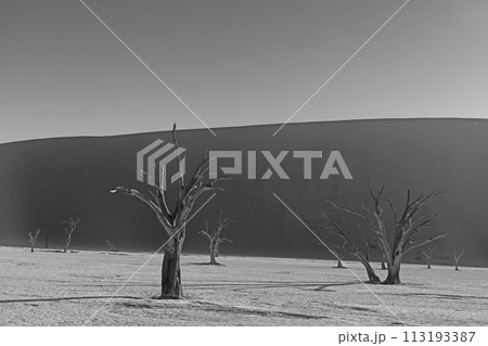 BW picture of a dead tree in the Deadvlei salt pan in the Namib Desert in front of red sand dunes in the morning light 113193387