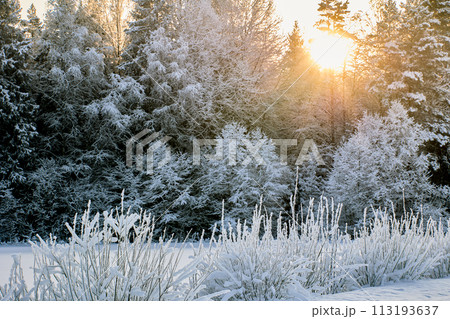 Branches of trees in mixed forest are covered with frost, sun is shining above tops of fir trees. Branches of trees in mixed forest are covered with frost, sun is shining above tops of fir trees. 113193637