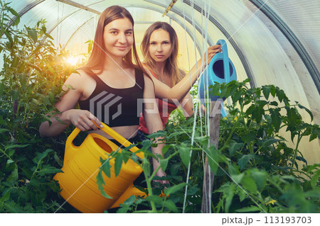 Using garden watering cans to water tomato seedlings in greenhouse, two young European women care for plants. Using garden watering cans to water tomato seedlings in greenhouse, two young European women care for plants. 113193703
