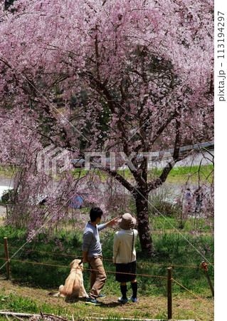 桜の下でデートする 113194297