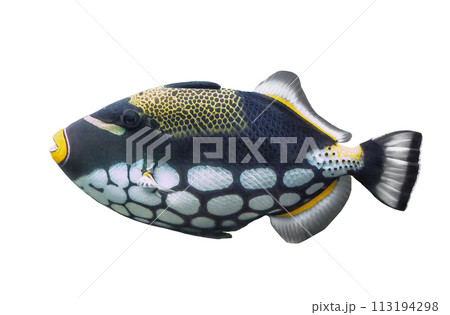 Clown Triggerfish isolated on white background. Colorful clownfish cut out icon, side view 113194298