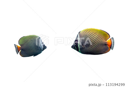 Red tailed butterflyfish isolated on white background. Chaetodon collare fish cutout icon 113194299