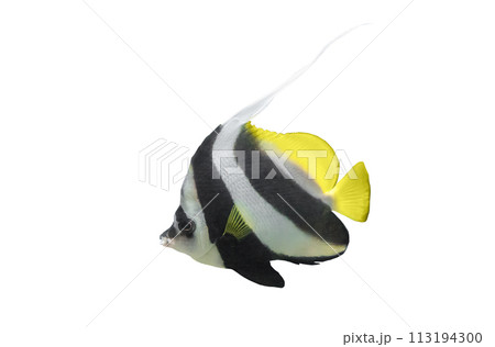 Longfin bannerfish isolated on white background. Heniochus acuminatus fish cutout icon, side view 113194300