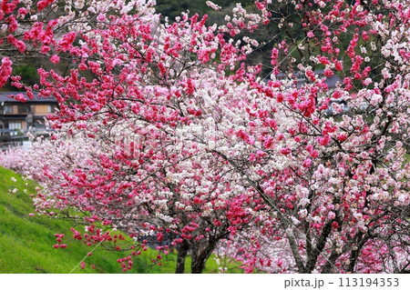 満開の花桃　引地橋の花桃 113194353