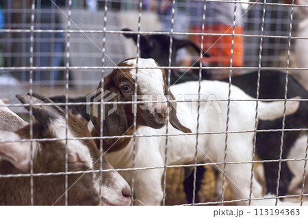 Kid goats in metal grid cage. Goat animal Qurban Eid al-Adha 113194363
