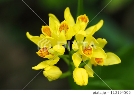 キンランの花 キンランの花 113194506
