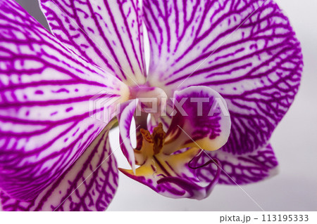 Close up of magenta and white orchid or orchis flower. Flowers from latin family Orchidaceae. Macro photo. 113195333