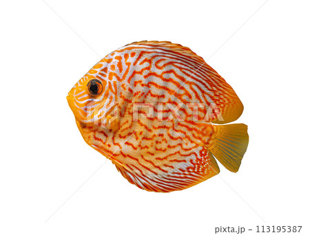 Pompadour fish isolated on white background. Red Symphysodon discus fish cut out icon Pompadour fish isolated on white background. Red Symphysodon discus fish cut out icon 113195387