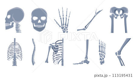 Human bones orthopedic and skeleton icon set, bone x-ray image of human joints, anatomy skeleton flat design vector illustration Human bones orthopedic and skeleton icon set, bone x-ray image of human joints, anatomy skeleton flat design vector illustration 113195431