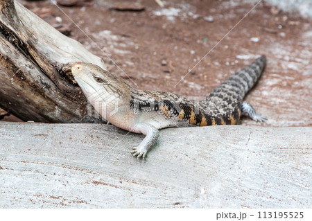 The scaling lizard scrambles forward 113195525