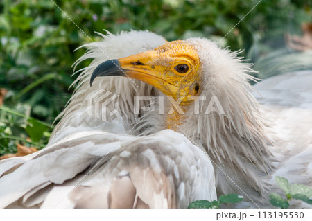 Common vulture (Neophron percnopterus) Common vulture (Neophron percnopterus) 113195530