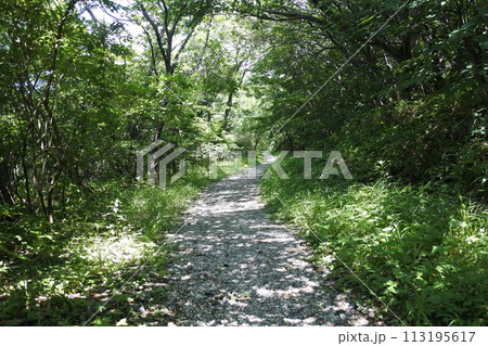夏の森、山道 夏の森、山道 113195617
