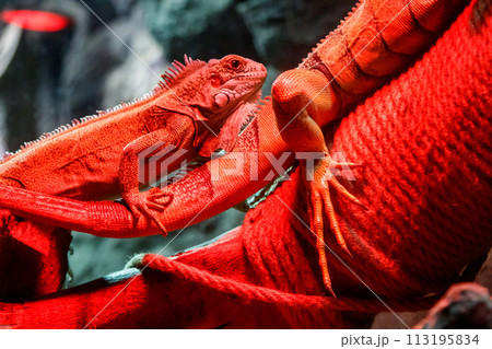 beautiful iguana lizard beautiful iguana lizard 113195834