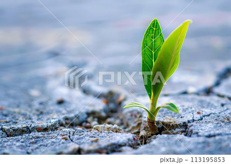 Sapling in Dry Earth Sapling in Dry Earth 113195853