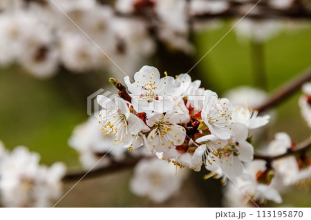 beautifully flowering cherry branches on which the bees sit beautifully flowering cherry branches on which the bees sit 113195870