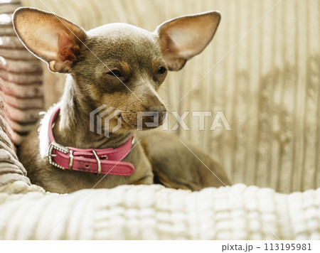 Little dog sitting on couch 113195981