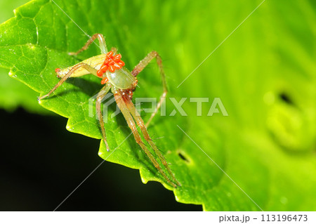 ワカバグモに寄生したカベアナタカラダニ ワカバグモに寄生したカベアナタカラダニ 113196473