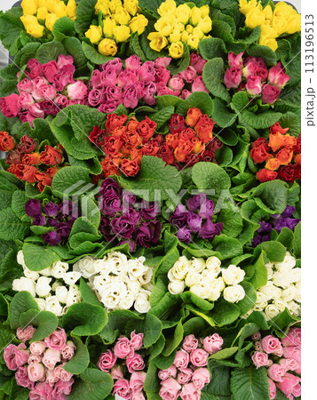 花苗　プリムラ・ジュリアン 113196513