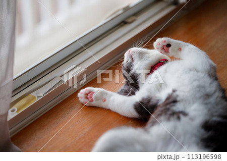 仰向けで寝る猫 113196598