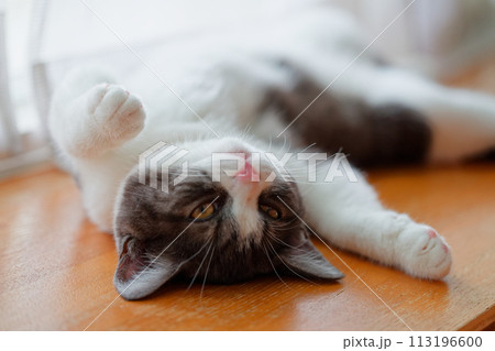 仰向けで寝る猫 113196600