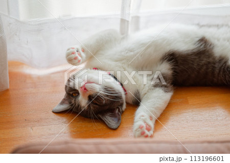 仰向けで寝る猫 113196601