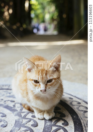 フクギ並木の猫 113196603