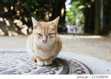 フクギ並木の猫 フクギ並木の猫 113196604