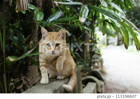 フクギ並木の猫 113196607