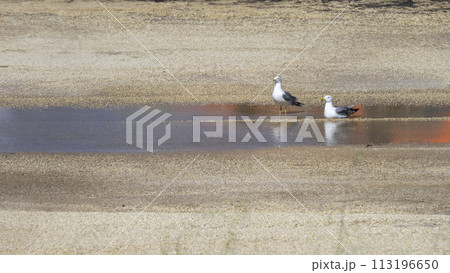 Tranquil Scene of Two Seagulls by a Shallow Pool on a Sandy Shore 113196650