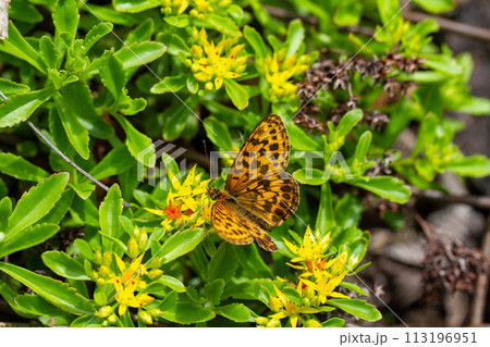ホソバヒョウモン 113196951