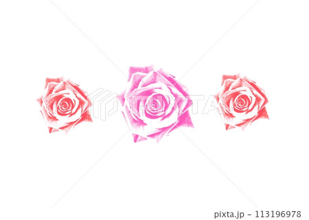 赤とピンクのバラの花の素材　パーツ 113196978