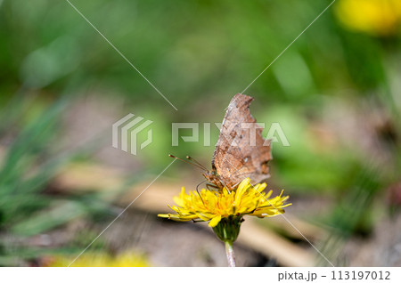 タンポポの蜜を吸うキタテハ 113197012