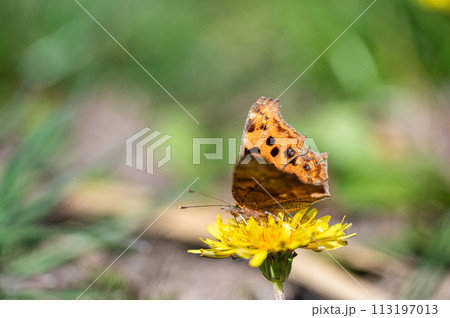 タンポポの蜜を吸うキタテハ 113197013