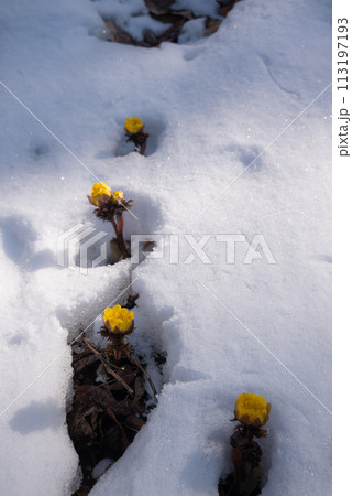 春の雪と福寿草【赤怒田福寿草群生地】 113197193