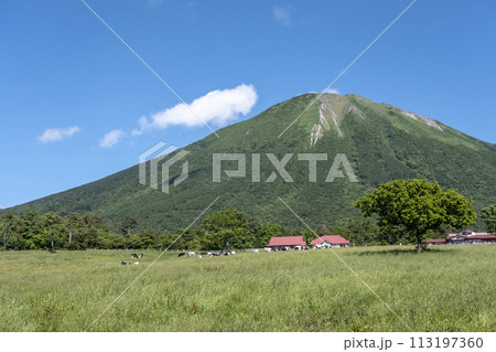 大山 で放牧中の牛たち（大山まきばみるくの里付近） 113197360