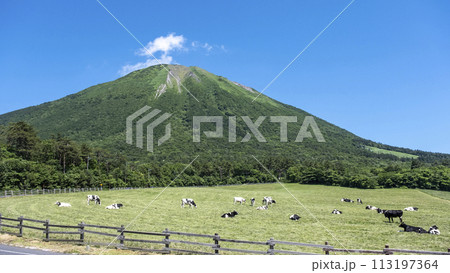 大山 で放牧中の牛たち（大山まきばみるくの里付近） 113197364