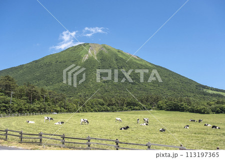 大山 で放牧中の牛たち（大山まきばみるくの里付近） 113197365