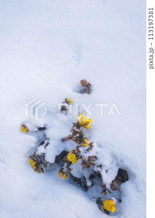 雪の下の小さな命【赤怒田福寿草群生地】 雪の下の小さな命【赤怒田福寿草群生地】 113197381