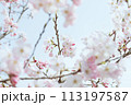 青空を背景にしたソメイヨシノのクローズアップ 113197587